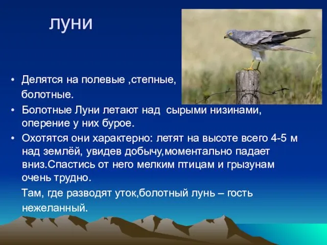 луни Делятся на полевые ,степные, болотные. Болотные Луни летают над сырыми низинами,