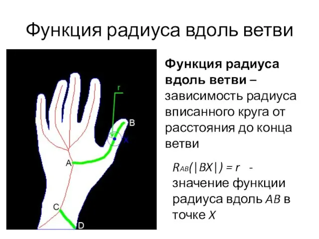 Функция радиуса вдоль ветви Функция радиуса вдоль ветви – зависимость радиуса вписанного