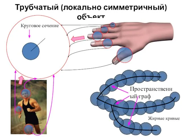 Трубчатый (локально симметричный) объект Пространственный граф Круговое сечение Жирные кривые