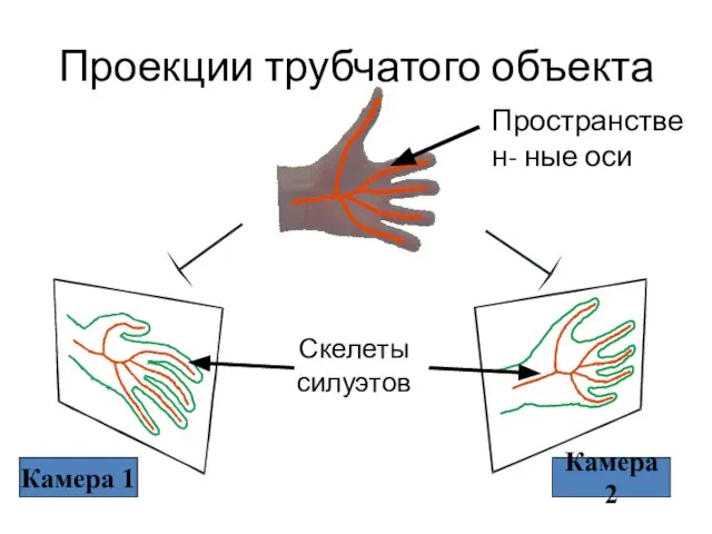 Проекции трубчатого объекта Камера 2 Камера 1 Пространствен- ные оси Скелеты силуэтов