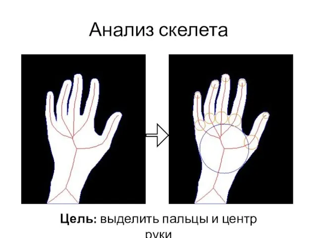 Анализ скелета Цель: выделить пальцы и центр руки