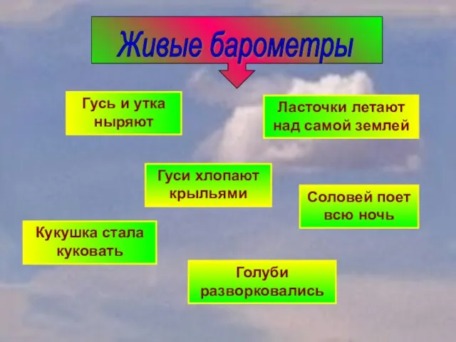 Живые барометры Гусь и утка ныряют Гуси хлопают крыльями Ласточки летают над