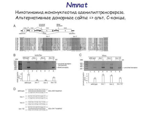Nmnat Никотинамид мононуклеотид аденилилтрансфераза. Альтернативные донорные сайты => альт. С-концы.