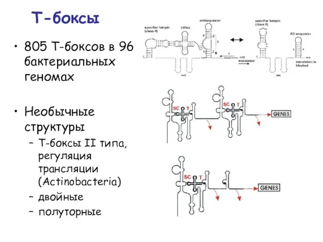 Т-боксы 805 Т-боксов в 96 бактериальных геномах Необычные структуры Т-боксы II типа,