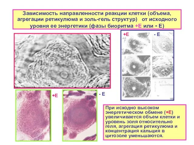 Зависимость направленности реакции клетки (объема, агрегации ретикулюма и золь-гель структур) от исходного