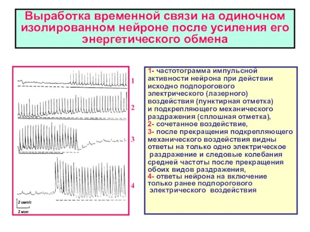 Выработка временной связи на одиночном изолированном нейроне после усиления его энергетического обмена