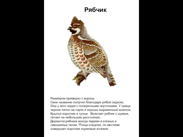 Рябчик Размером примерно с ворону. Свое название получил благодаря рябой окраске. Она