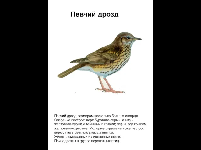 Певчий дрозд Певчий дрозд размером несколько больше скворца. Оперение пестрое: верх буровато-серый,