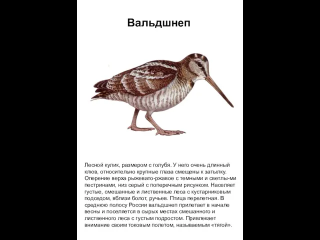 Лесной кулик, размером с голубя. У него очень длинный клюв, относительно крупные