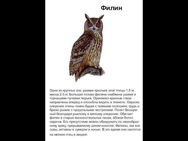 Одна из крупных сов; размах крыльев этой птицы 1,5 м, масса 2-3