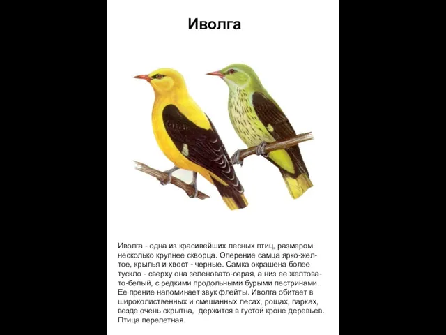 Иволга Иволга - одна из красивейших лесных птиц, размером несколько крупнее скворца.