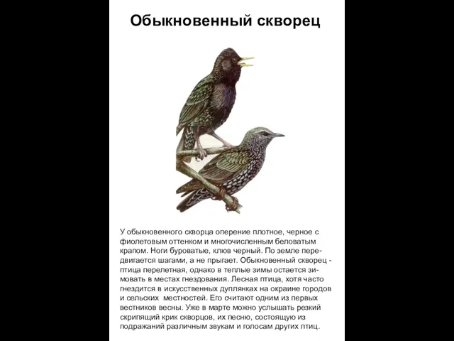 У обыкновенного скворца оперение плотное, черное с фиолетовым оттенком и многочисленным беловатым