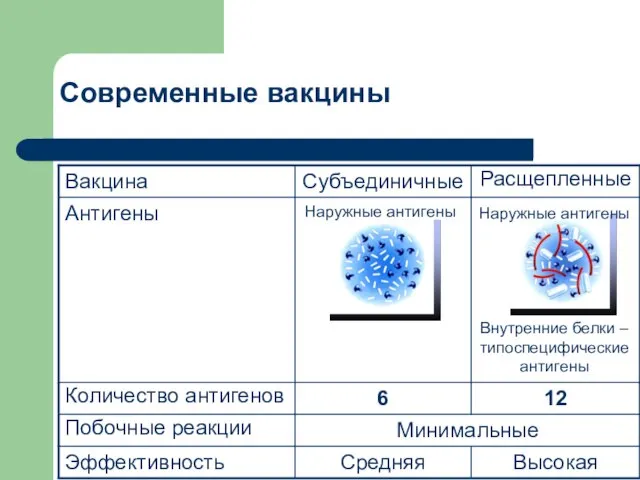 Современные вакцины Наружные антигены Наружные антигены Внутренние белки – типоспецифические антигены