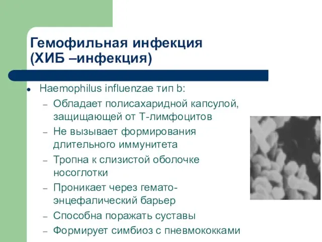 Гемофильная инфекция (ХИБ –инфекция) Haemophilus influenzae тип b: Обладает полисахаридной капсулой, защищающей