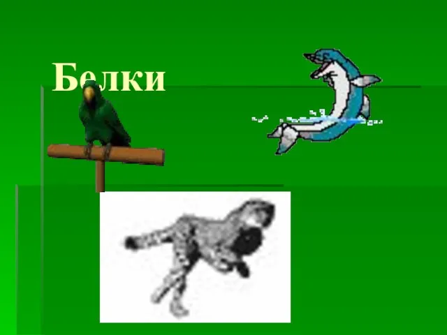 Белки