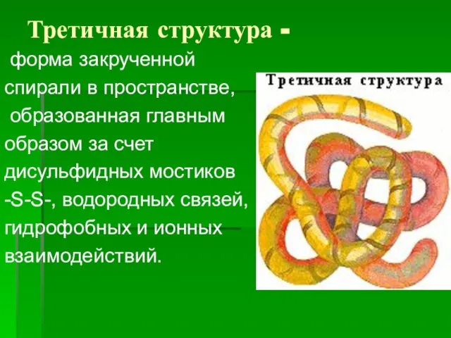 Третичная структура - форма закрученной спирали в пространстве, образованная главным образом за