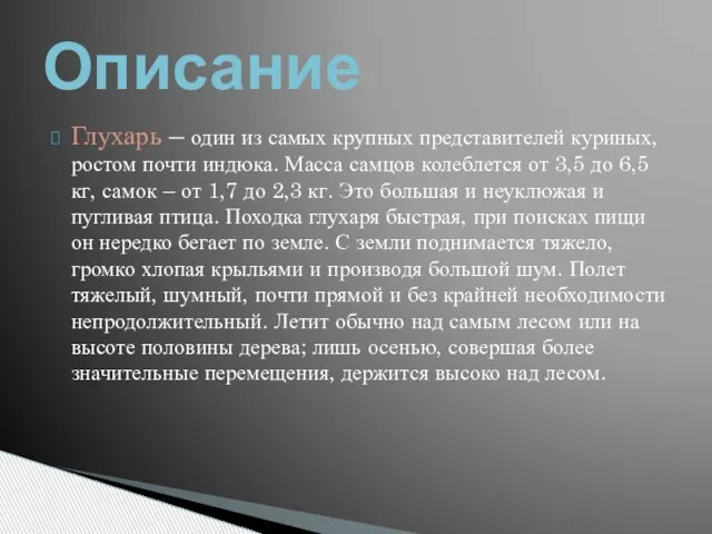 Глухарь – один из самых крупных представителей куриных, ростом почти индюка. Масса