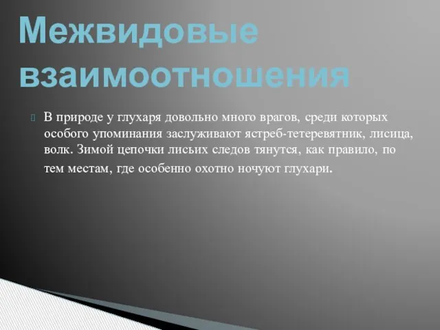 В природе у глухаря довольно много врагов, среди которых особого упоминания заслуживают