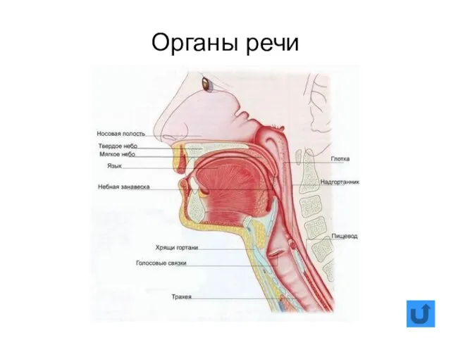 Органы речи