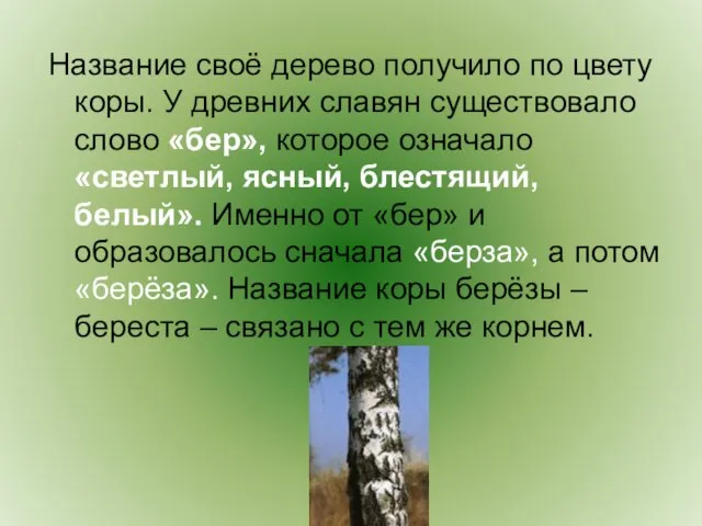 Название своё дерево получило по цвету коры. У древних славян существовало слово