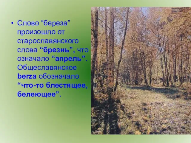 Слово “береза” произошло от старославянского слова “брезнь”, что означало “апрель”. Общеславянское berza обозначало “что-то блестящее, белеющее”.