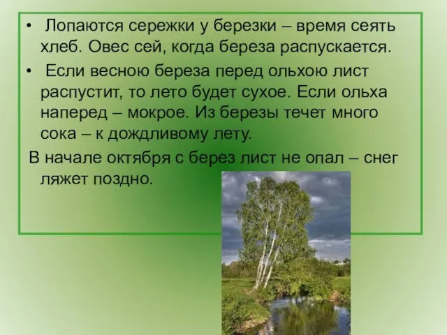 Лопаются сережки у березки – время сеять хлеб. Овес сей, когда береза