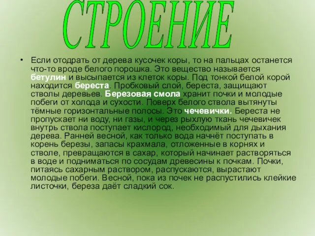 Если отодрать от дерева кусочек коры, то на пальцах останется что-то вроде