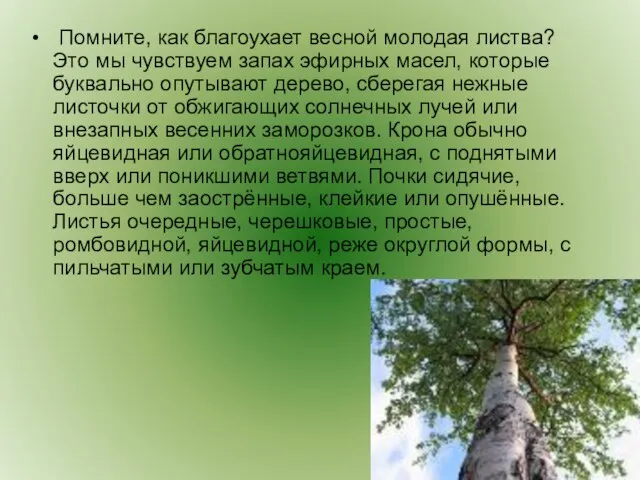 Помните, как благоухает весной молодая листва? Это мы чувствуем запах эфирных масел,