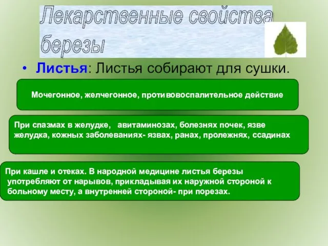 Листья: Листья собирают для сушки. Лекарственные свойства березы Мочегонное, желчегонное, противовоспалительное действие