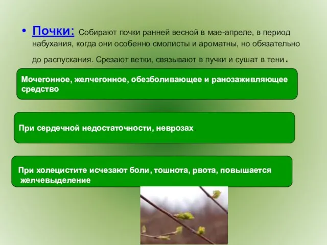 Почки: Собирают почки ранней весной в мае-апреле, в период набухания, когда они