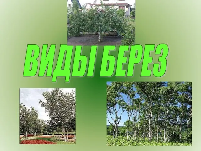 ВИДЫ БЕРЕЗ