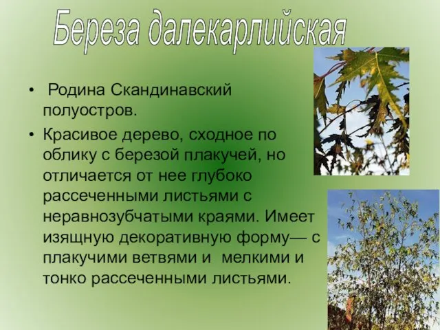 Родина Скандинавский полуостров. Красивое дерево, сходное по облику с березой плакучей, но