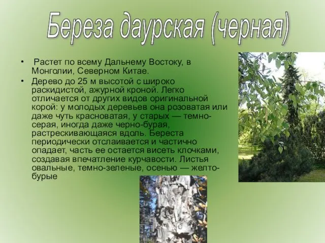 Растет по всему Дальнему Востоку, в Монголии, Северном Китае. Дерево до 25