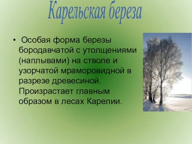 Особая форма березы бородавчатой с утолщениями (наплывами) на стволе и узорчатой мраморовидной