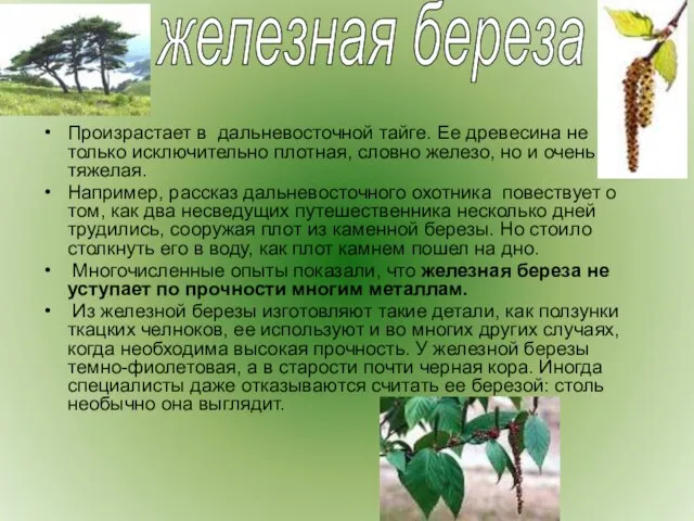 Произрастает в дальневосточной тайге. Ее древесина не только исключительно плотная, словно железо,