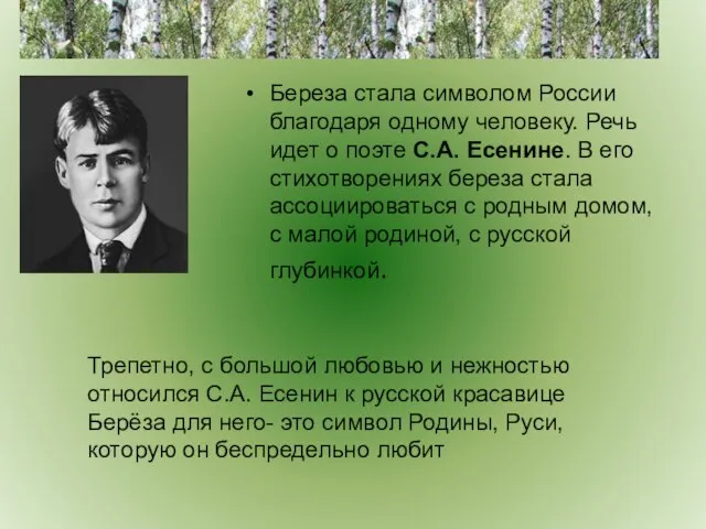 Береза стала символом России благодаря одному человеку. Речь идет о поэте С.А.