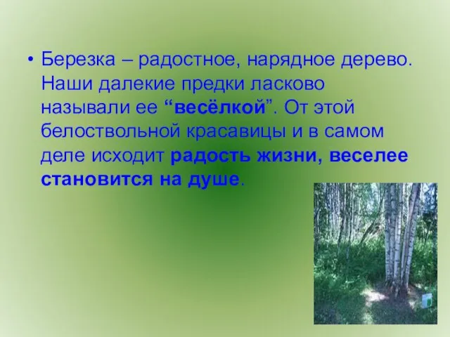 Березка – радостное, нарядное дерево. Наши далекие предки ласково называли ее “весёлкой”.