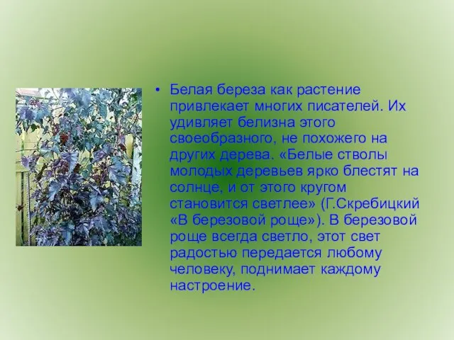 Белая береза как растение привлекает многих писателей. Их удивляет белизна этого своеобразного,