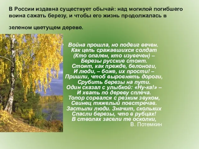 В России издавна существует обычай: над могилой погибшего воина сажать березу, и