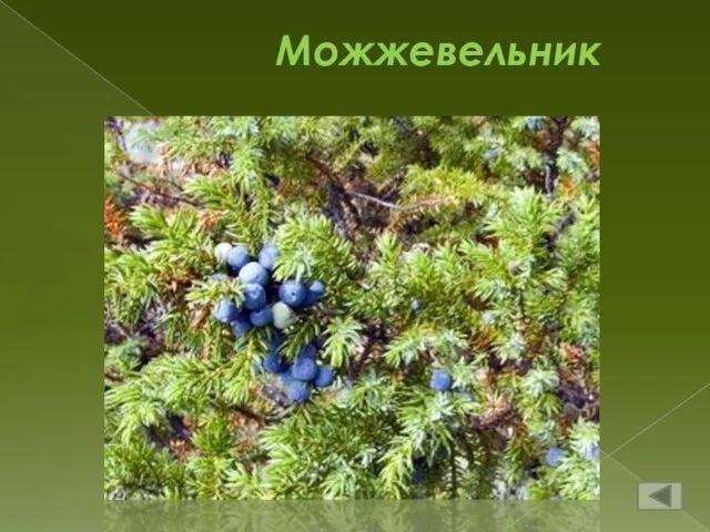 Можжевельник