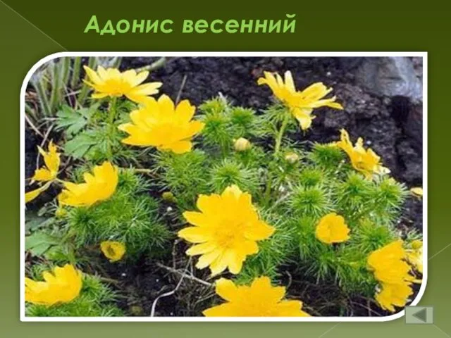 Адонис весенний