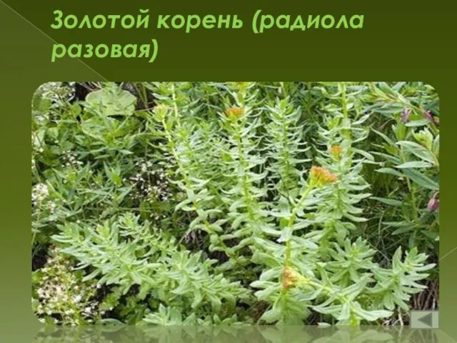 Золотой корень (радиола разовая)