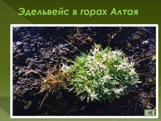 Эдельвейс в горах Алтая