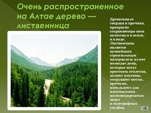 Очень распространенное на Алтае дерево — лиственница Древесина ее твердая и прочная,