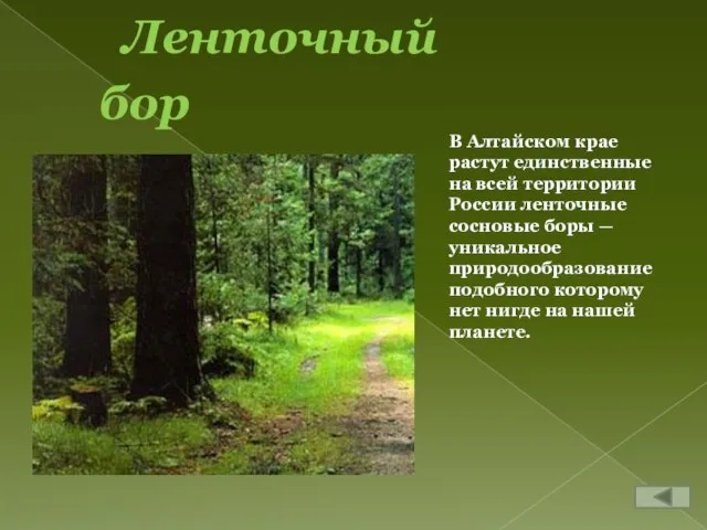 Ленточный бор В Алтайском крае растут единственные на всей территории России ленточные