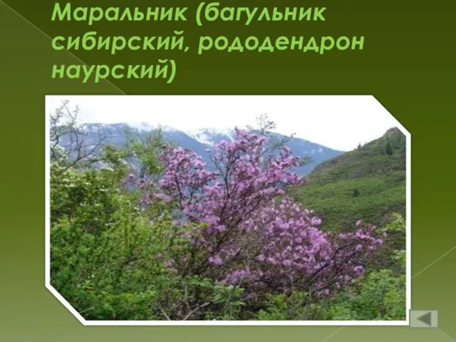 Маральник (багульник сибирский, рододендрон наурский)