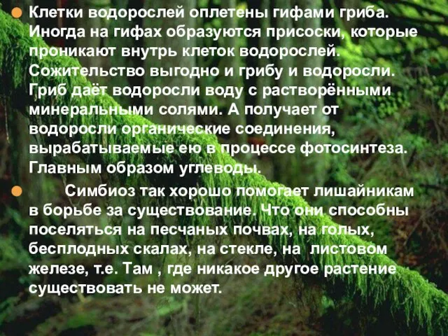 Клетки водорослей оплетены гифами гриба. Иногда на гифах образуются присоски, которые проникают