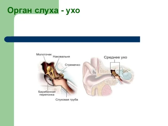 Орган слуха - ухо