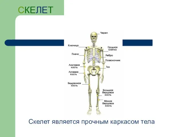 СКЕЛЕТ Скелет является прочным каркасом тела