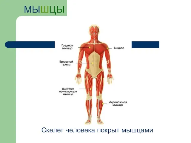 МЫШЦЫ Скелет человека покрыт мышцами